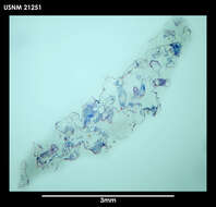 Image of Alcyonidium simulatum Porter & Hayward 2004