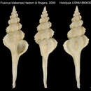 Image of Fusinus blakensis Hadorn & Rogers 2000