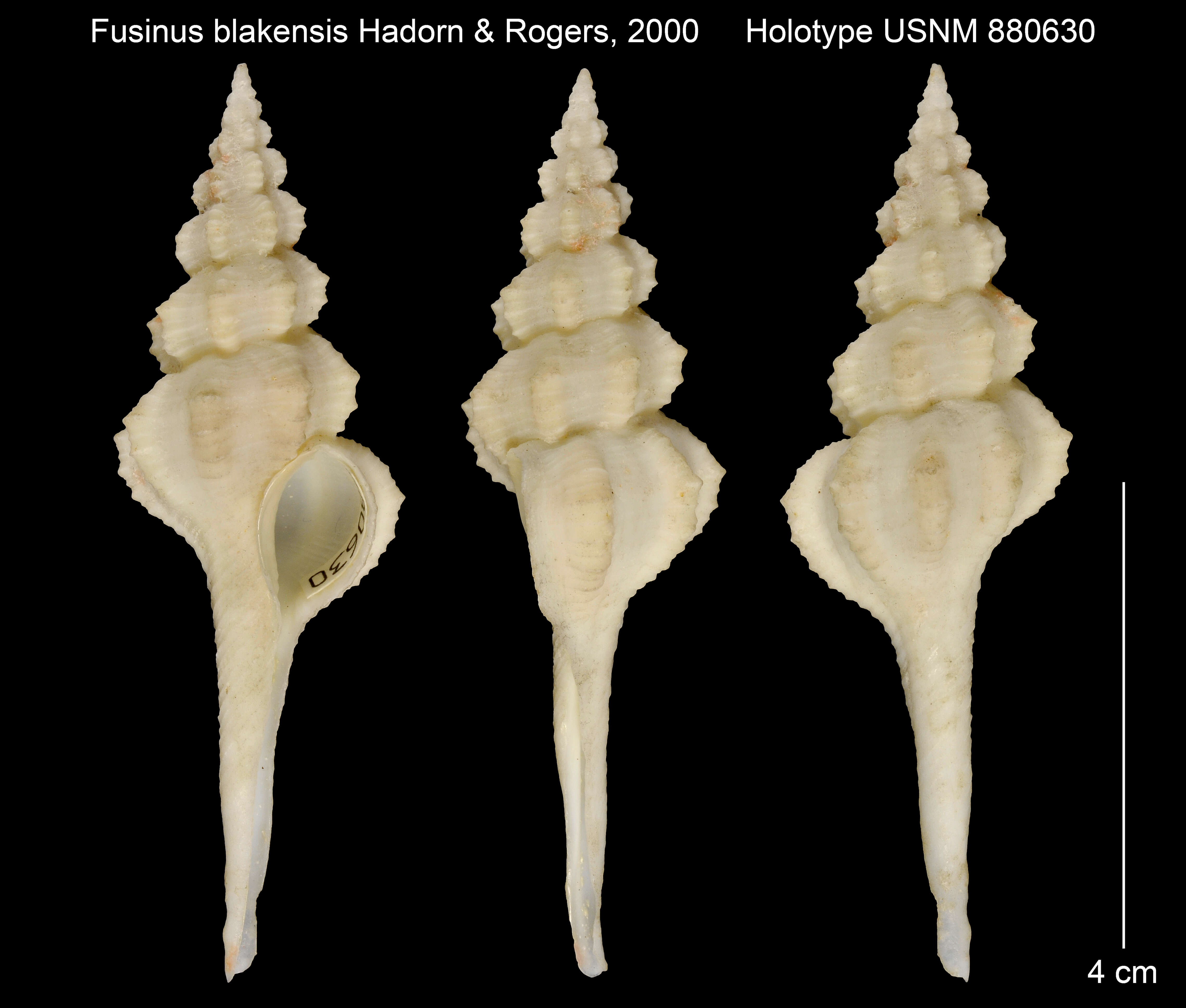 Image of Fusinus blakensis Hadorn & Rogers 2000