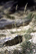 Image of Stipa saposhnikowii (Roshev.) Kitag.