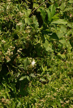 Image of Costus spiralis (Jacq.) Roscoe