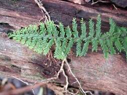Image of polypody family