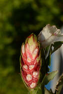 Image of Costus spiralis (Jacq.) Roscoe