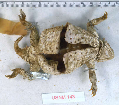 Image of Texas Horned Lizard