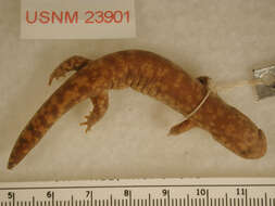 Image of Small blotched salamander
