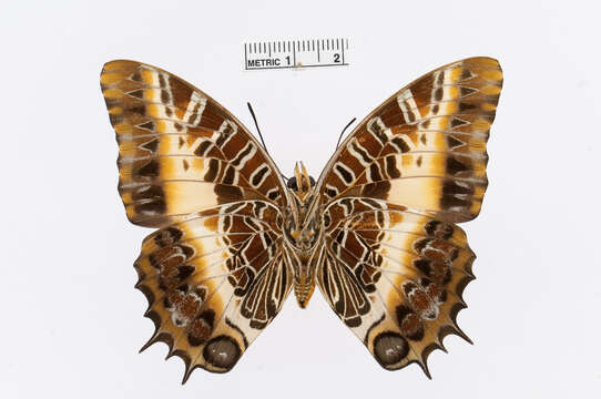 Imagem de Charaxes pollux