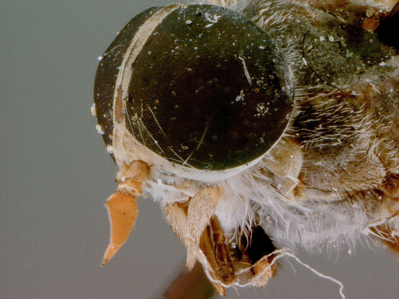 Image of Tabanus cambodianus Philip 1960