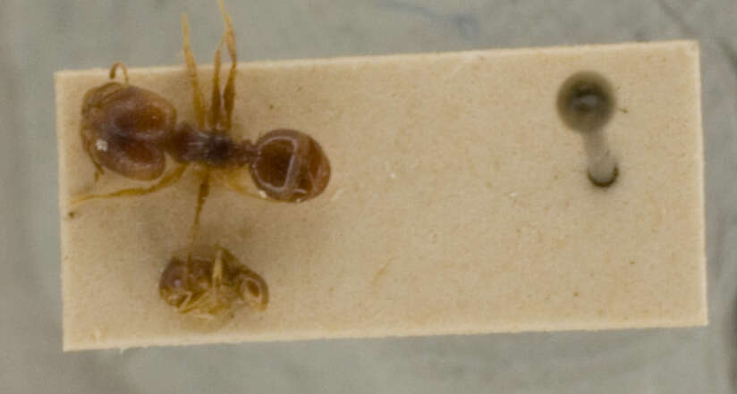 Pheidole pilifera coloradensis Emery 1895的圖片