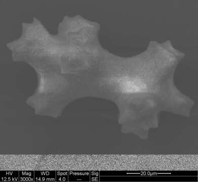 Image de Pleurocorallium niveum (Bayer 1956)