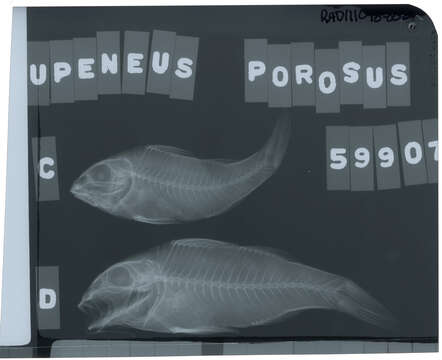 Image de Upeneichthys