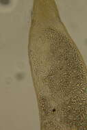 Image of Rhabdocoela