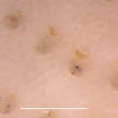 Image of Cellarinella terminata Hayward & Winston 1994