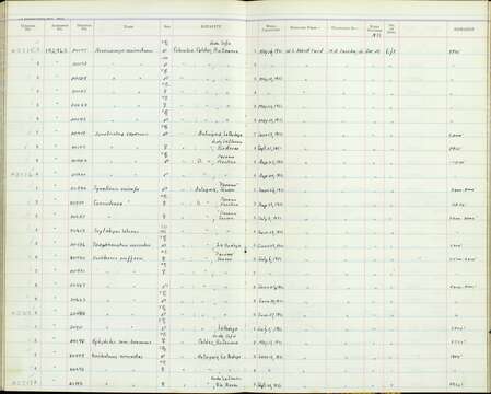 Plancia ëd Arremonops conirostris conirostris (Bonaparte 1850)