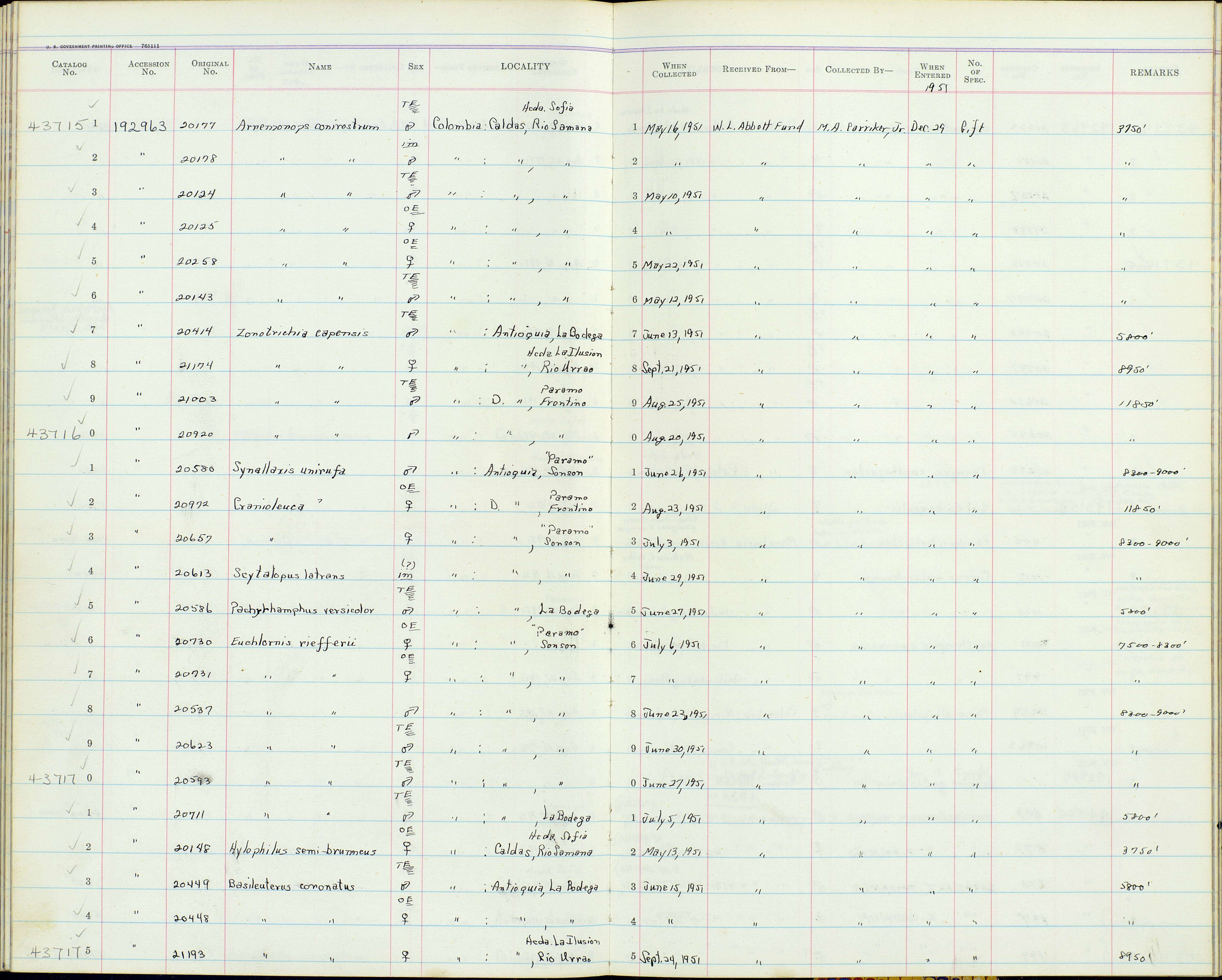 Plancia ëd Arremonops conirostris conirostris (Bonaparte 1850)