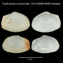 Image of Cyathodonta cruziana Dall 1915