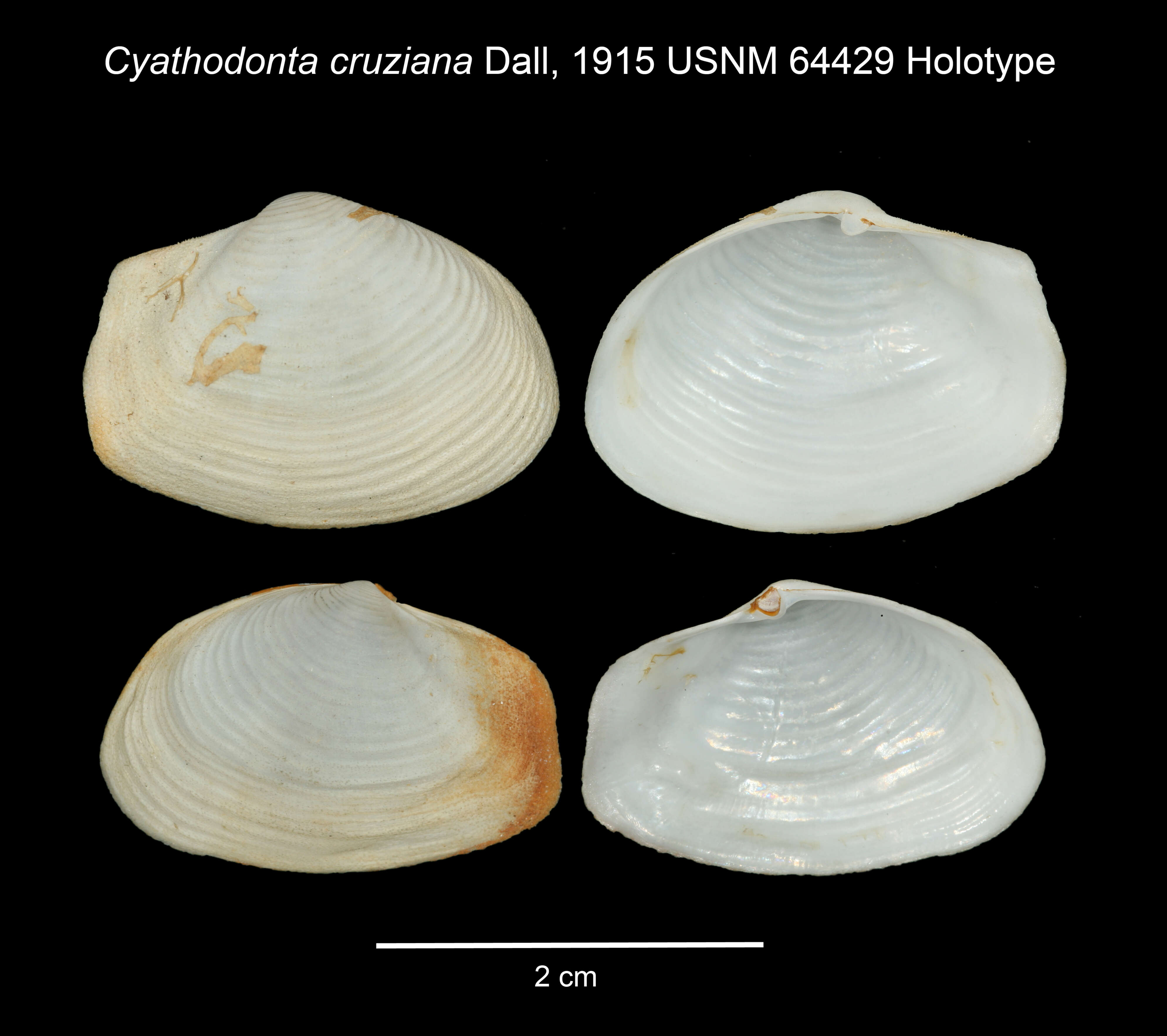 Image de Cyathodonta cruziana Dall 1915