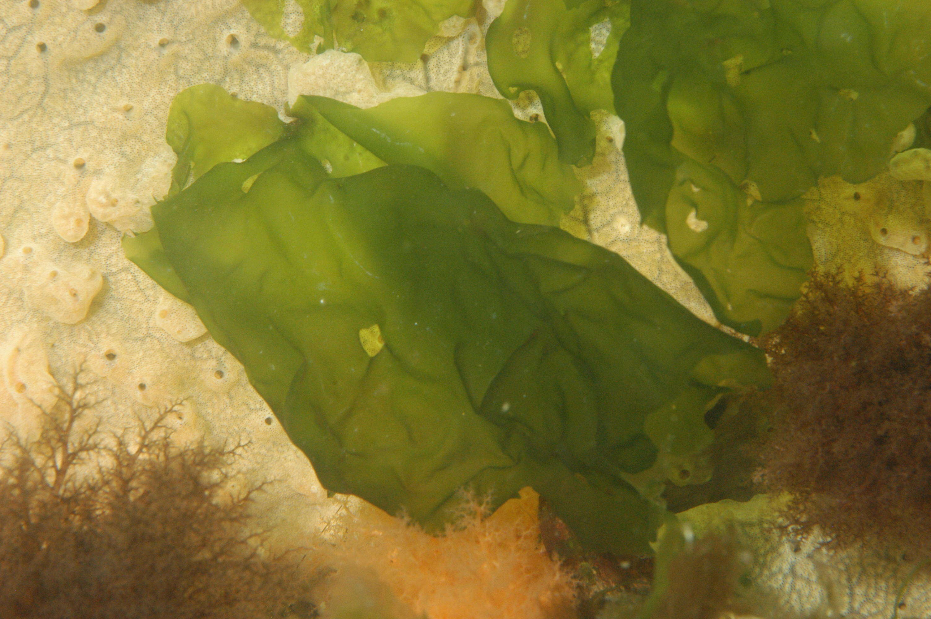 Image of Sea lettuce