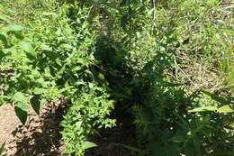 Image of downy yellow false foxglove