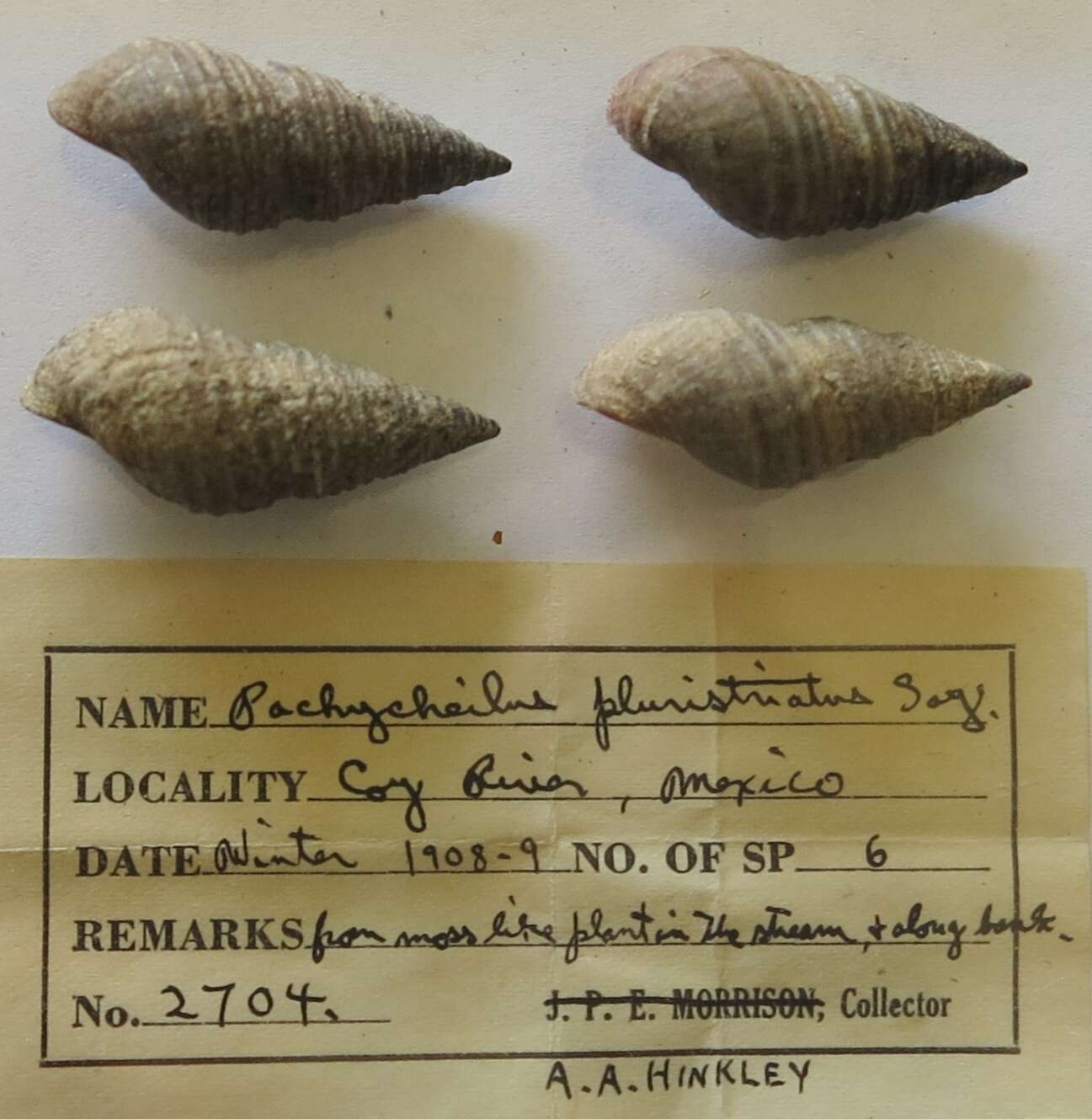 Image of Pachychilus pluristriatus (Say 1831)