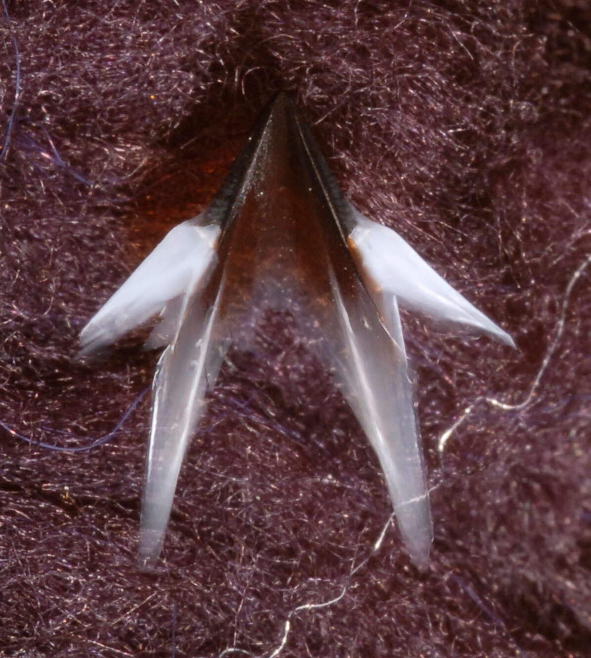 Image de Neoteuthis thielei Naef 1921