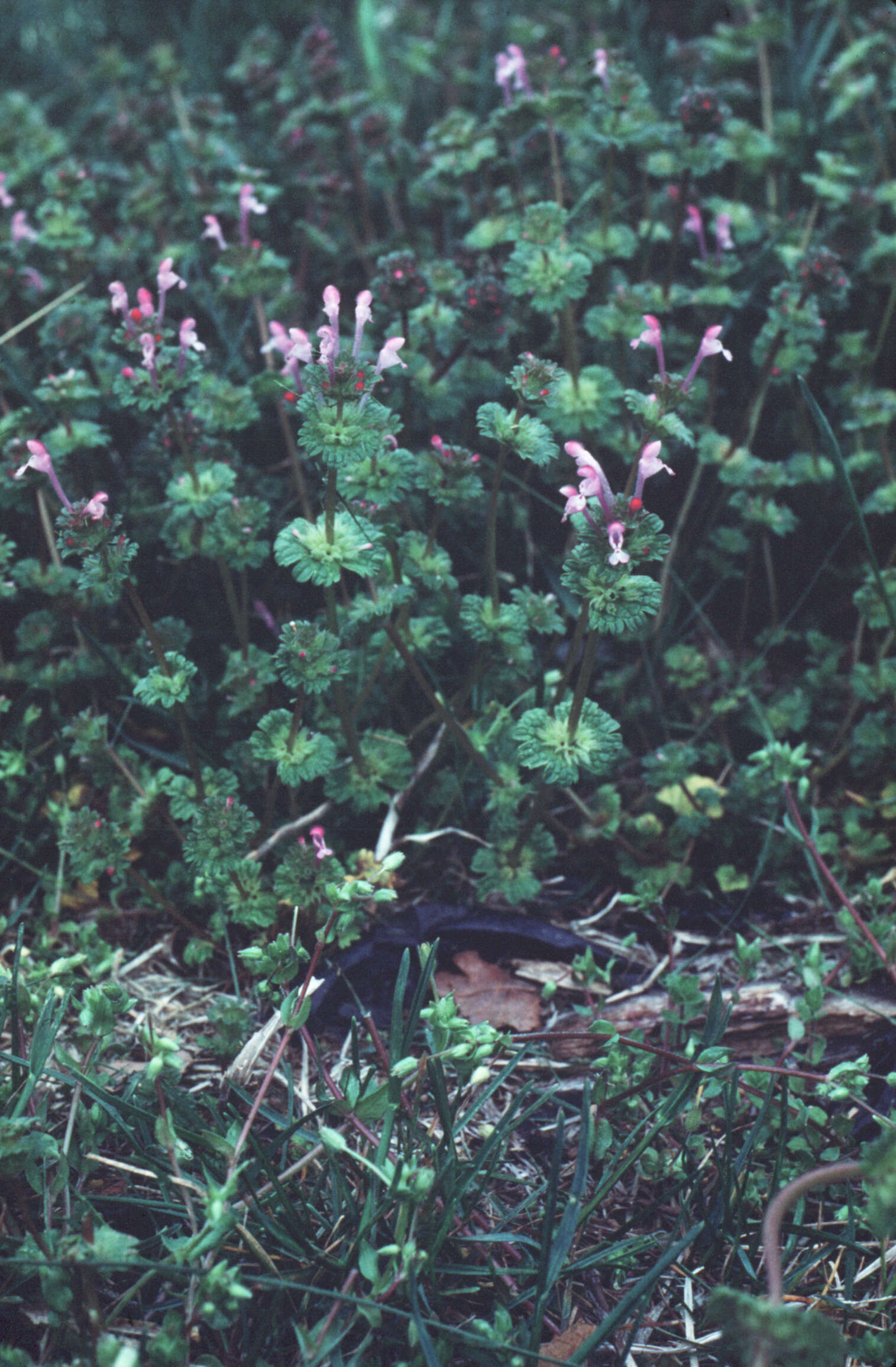 Image of common henbit