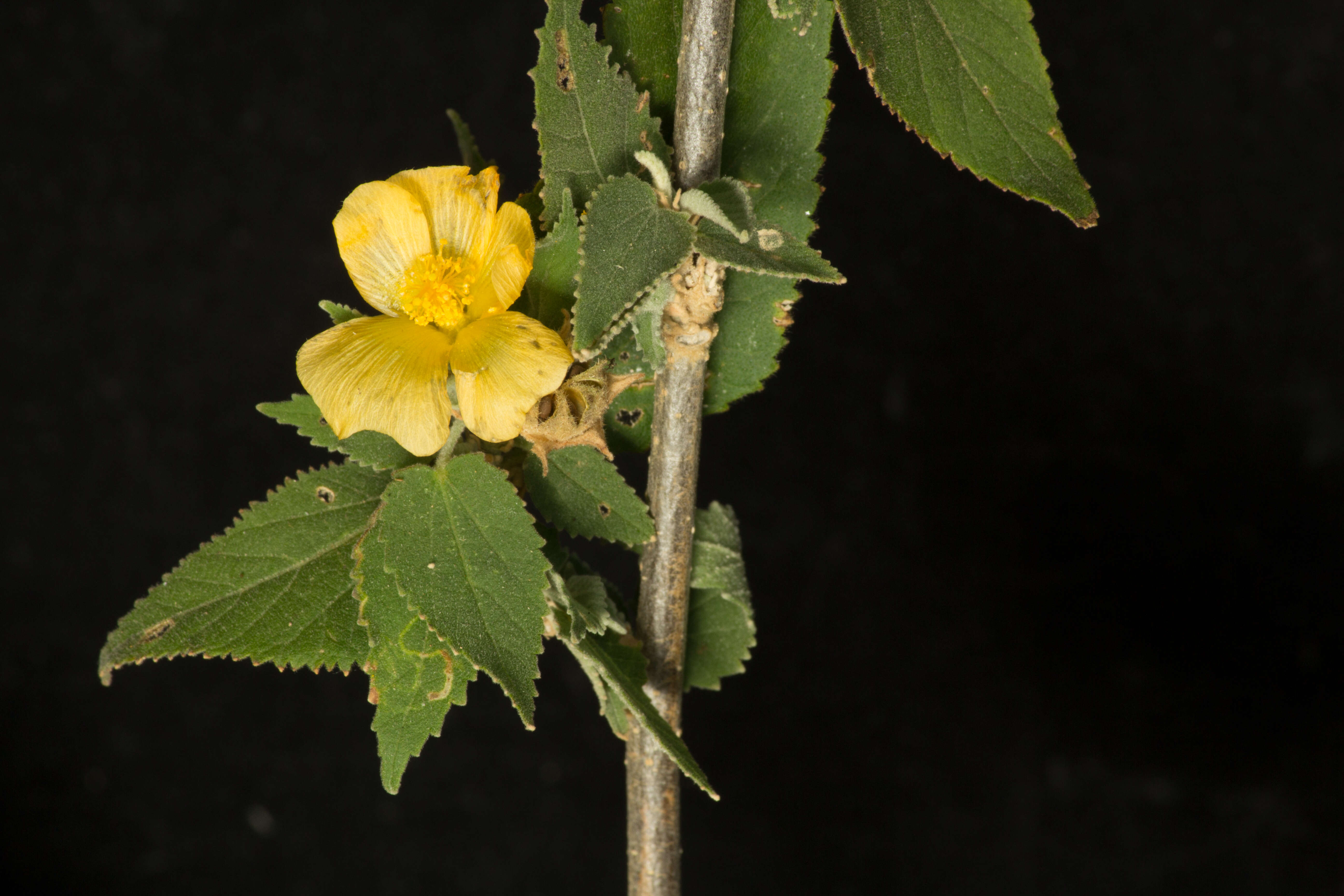 Image of Pseudabutilon paniculatum (Rose) R. E. Fries