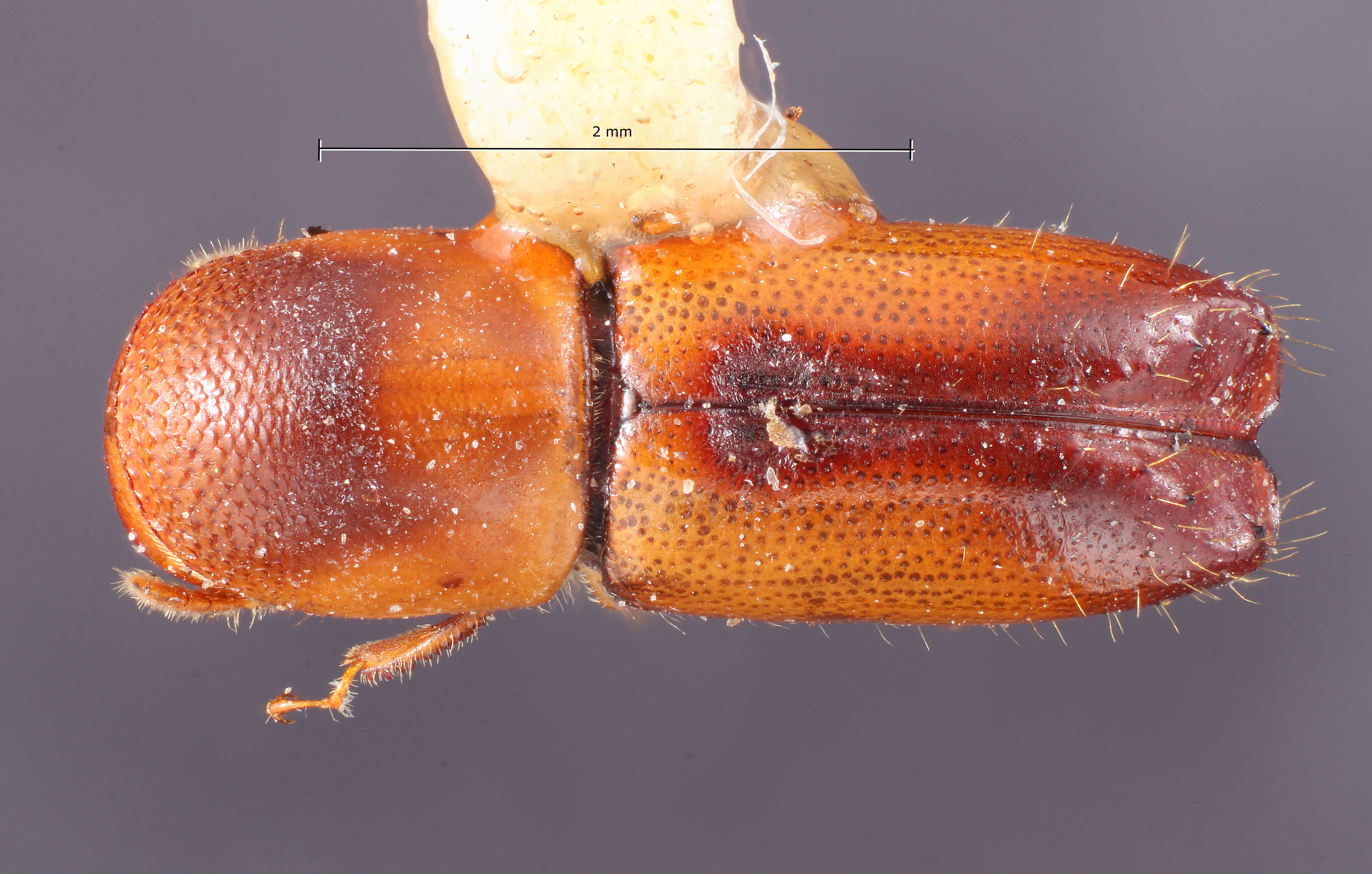 Image of Monarthrum sulcatum Wood & Bright 1992