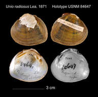 Image of Unio radiosus I. Lea 1871