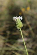 Image of grassleaf Barbara's buttons