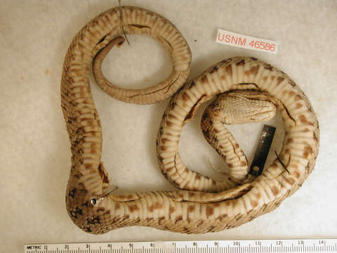 Image of Sinaloan Long-tailed Rattlesnake