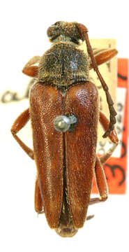 Image of Longhorn beetle