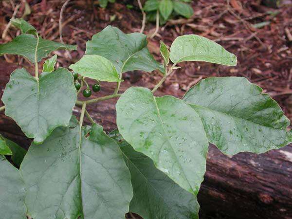 Image de Solanum sandwicense Hook. & Arn.