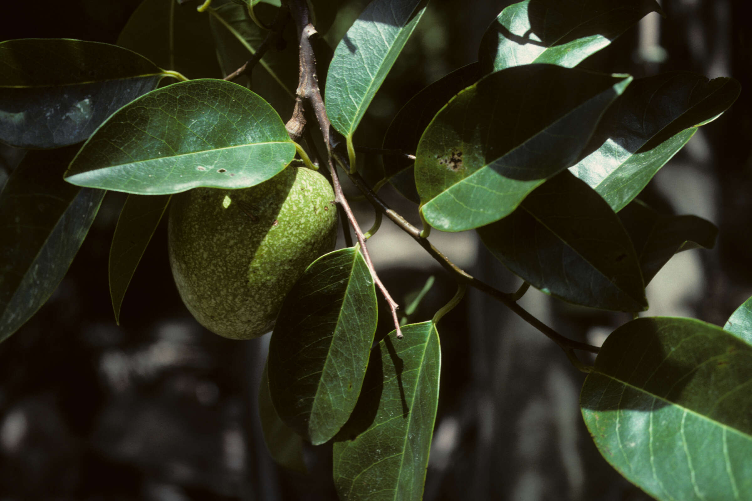 Слика од Annona glabra L.