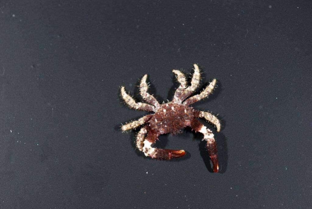 Image of Xanthidae