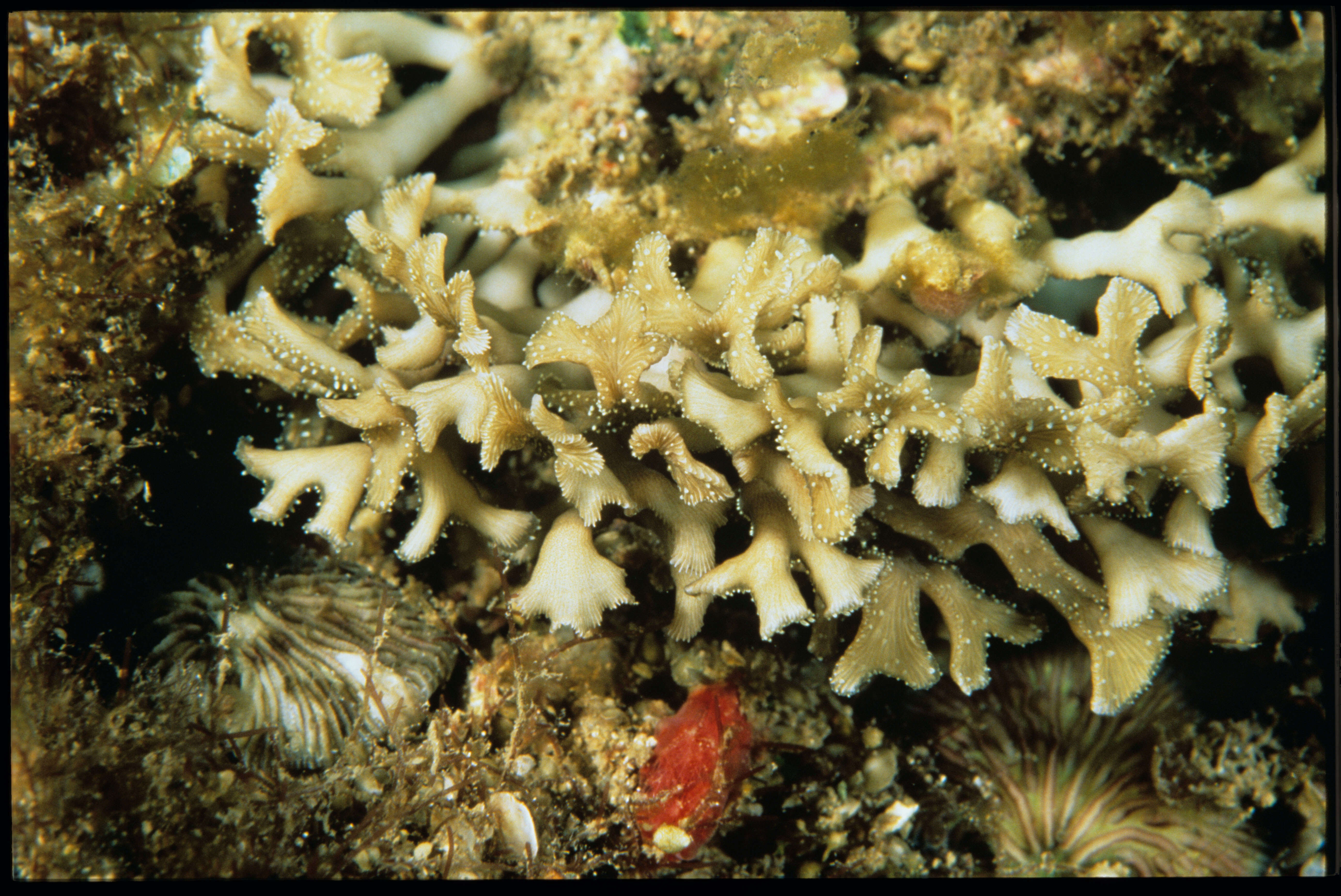 Image of Knobby Star Coral