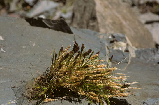 Image of Calamagrostis gayana (Steud.) Soreng