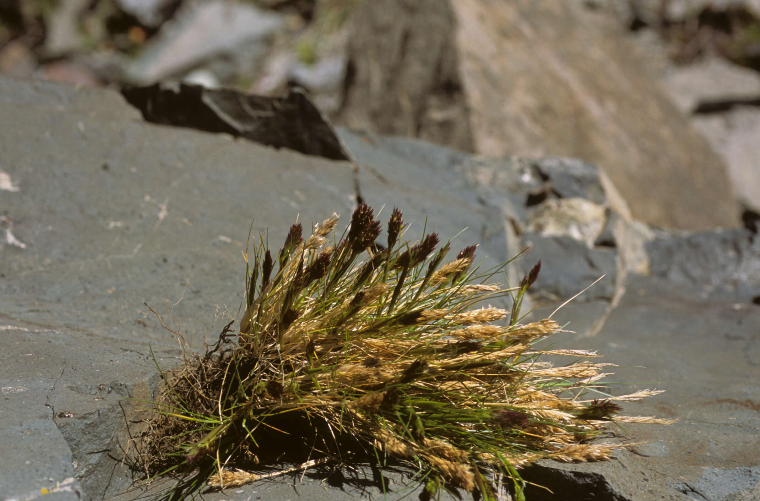 Plancia ëd Calamagrostis gayana (Steud.) Soreng