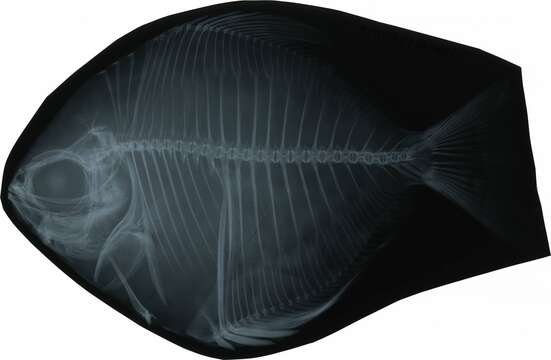 Image of Monodactylus