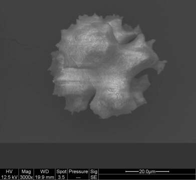 Image of Pleurocorallium niveum (Bayer 1956)