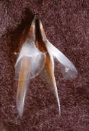 Image of pink scaled squid