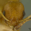 Imagem de Leptothorax bulgaricus Forel 1892