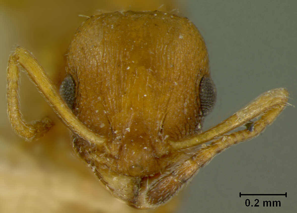 Image of Leptothorax bulgaricus Forel 1892
