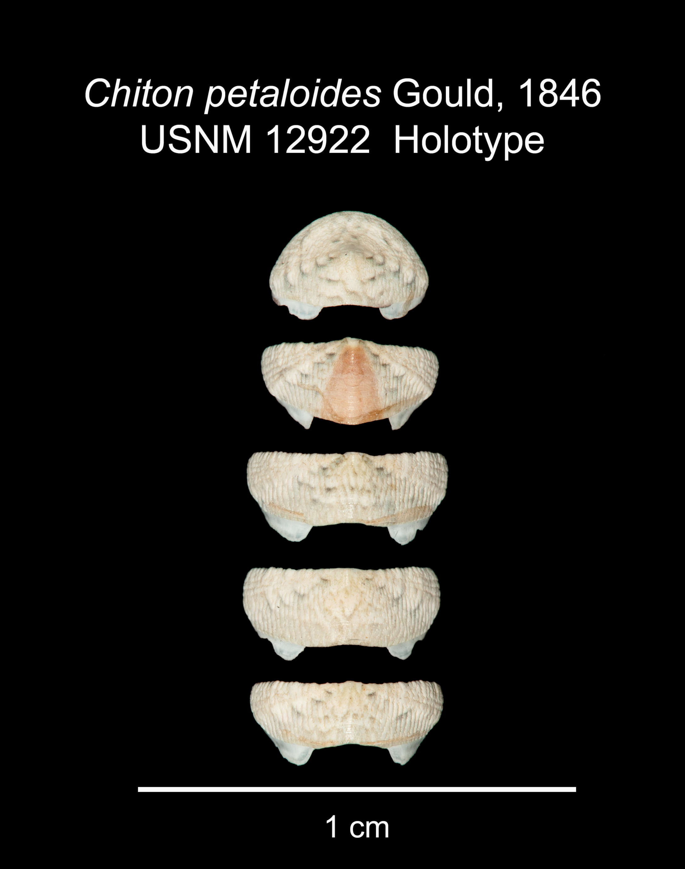 Stenoplax petaloides (Gould 1846) resmi