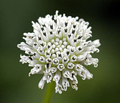 Image of snow squarestem