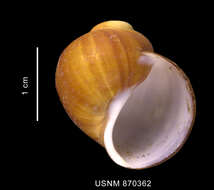 Image of Amauropsis aureolutea (Strebel 1908)