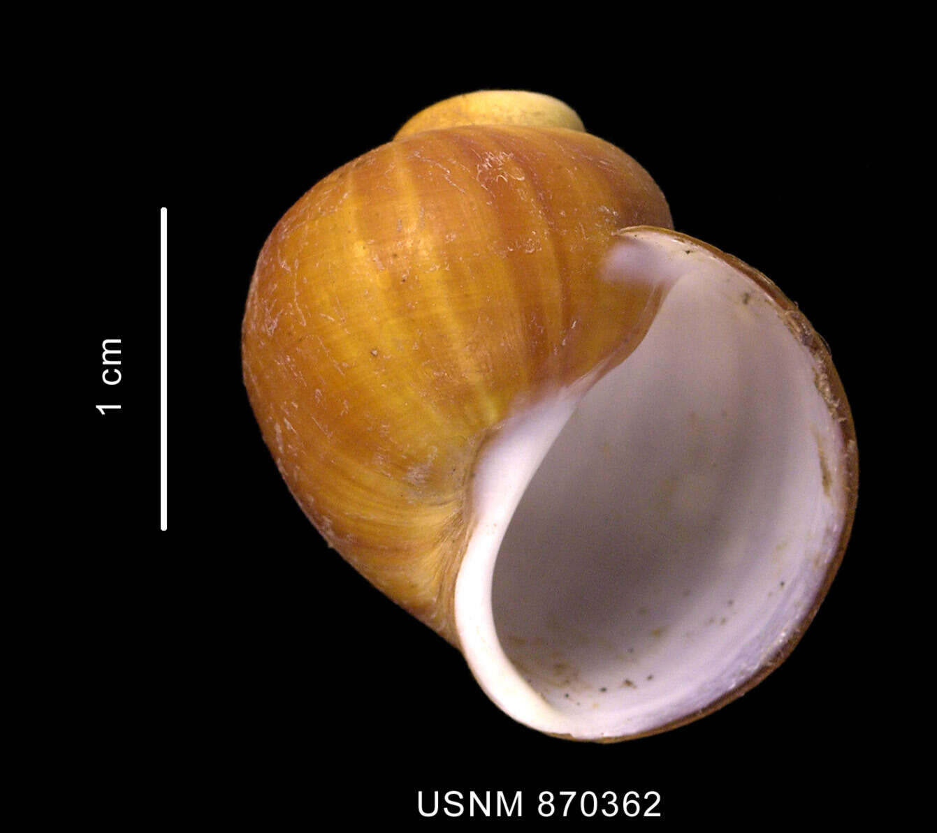 Image of Amauropsis aureolutea (Strebel 1908)