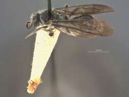 Image of Smicromyrme lavinia Mickel 1934