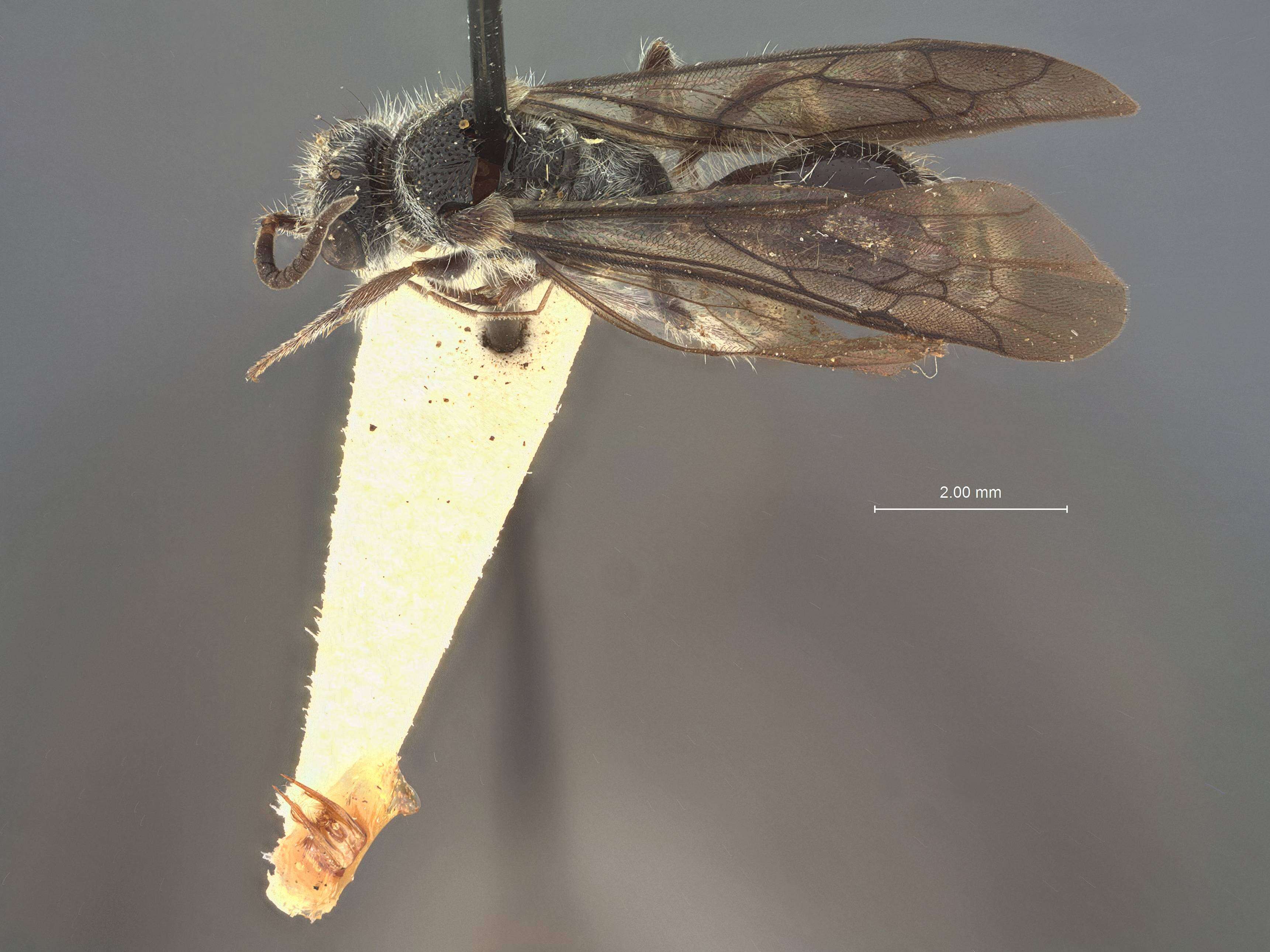 Image of Smicromyrme lavinia Mickel 1934