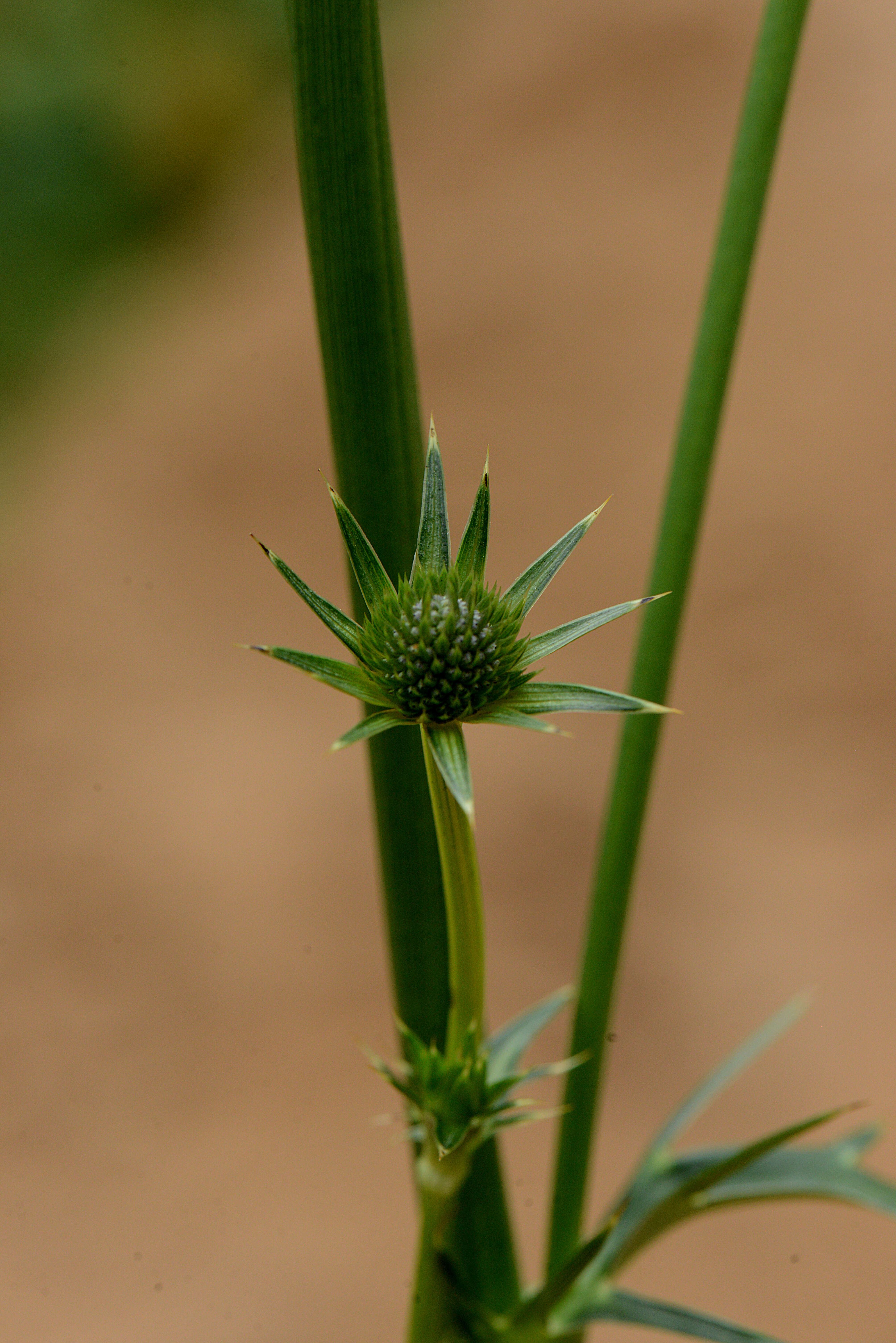 Image of Eryngium deppeanum Cham. & Schltdl.