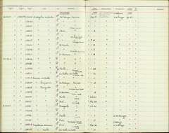 Image de Elaenia chiriquensis chiriquensis Lawrence 1865